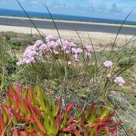 Camarcao Violante Daire Foz do Arelho